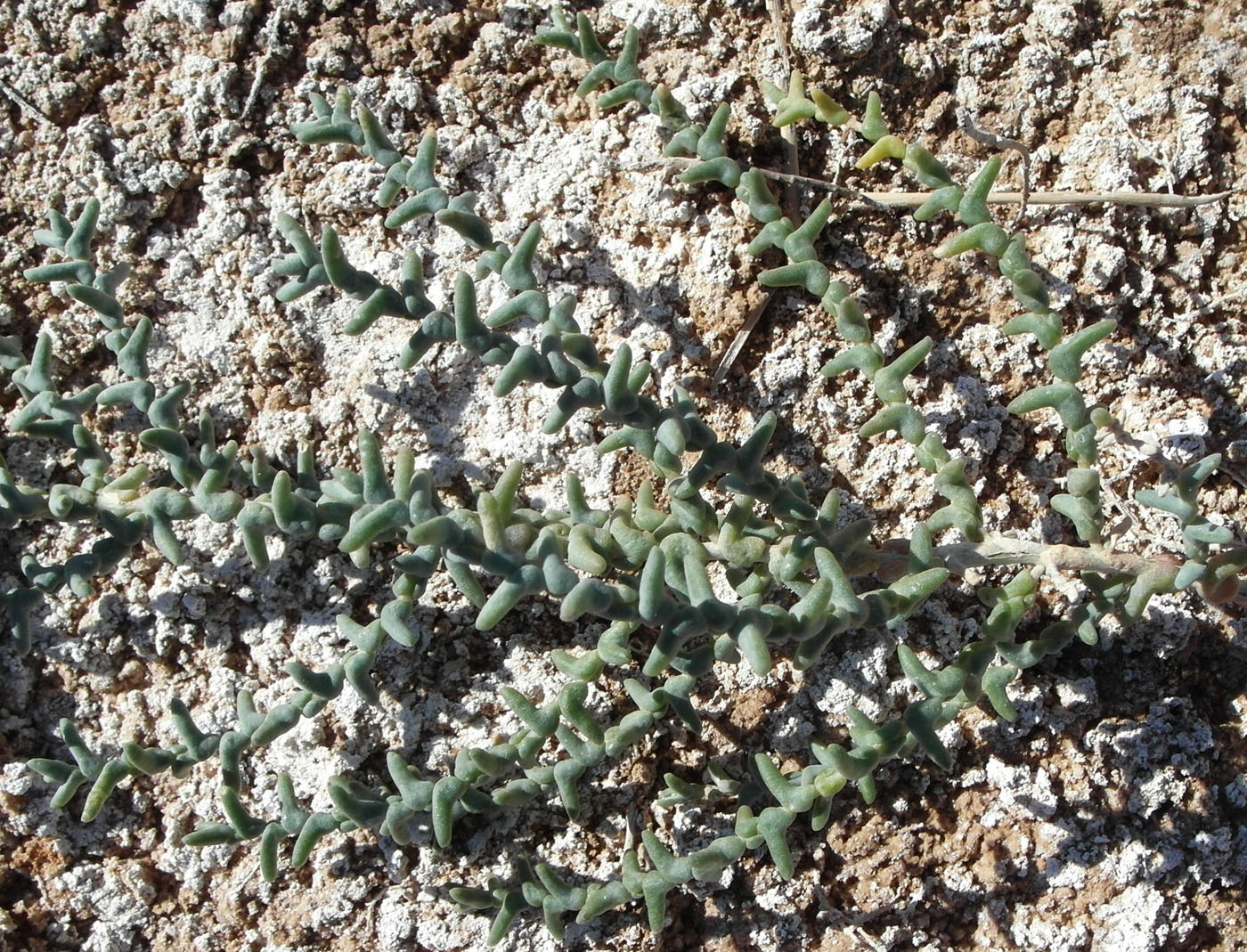 Image of Kalidium foliatum specimen.