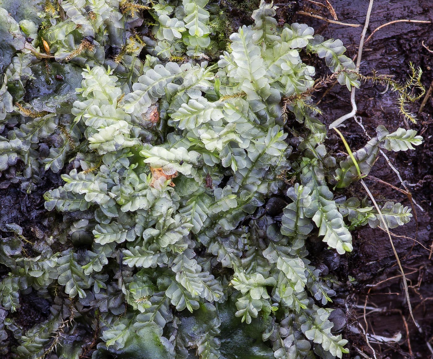 Image of Chiloscyphus polyanthos specimen.