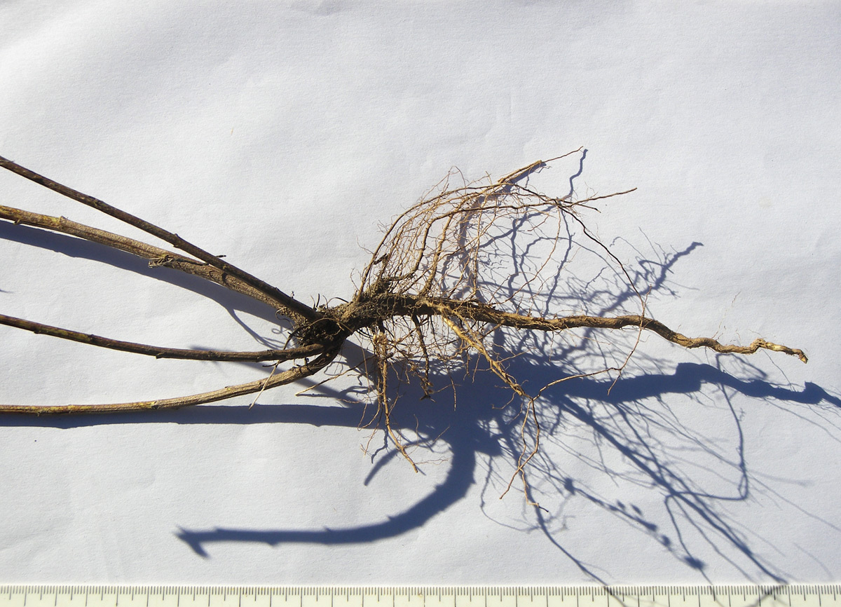 Image of Artemisia scoparia specimen.