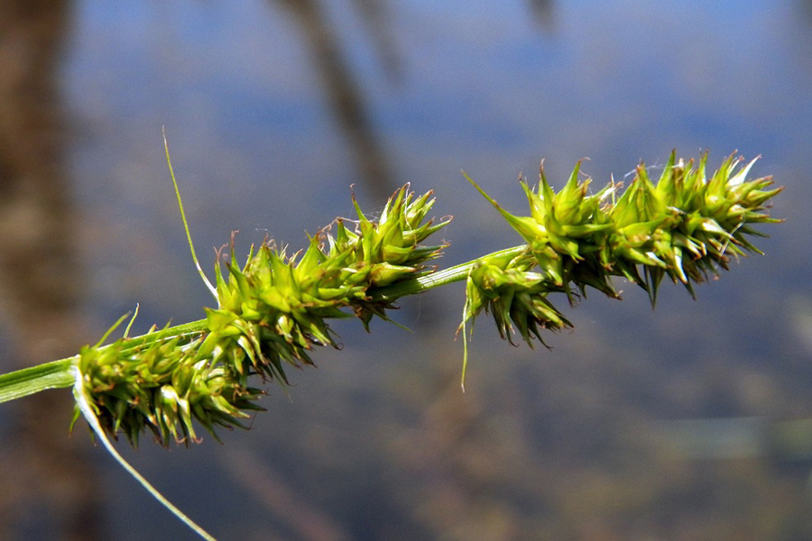 Image of Carex otrubae specimen.