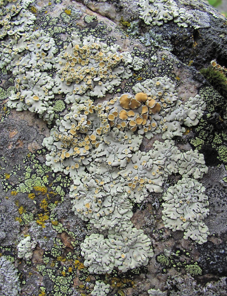 Image of Rhizoplaca peltata specimen.