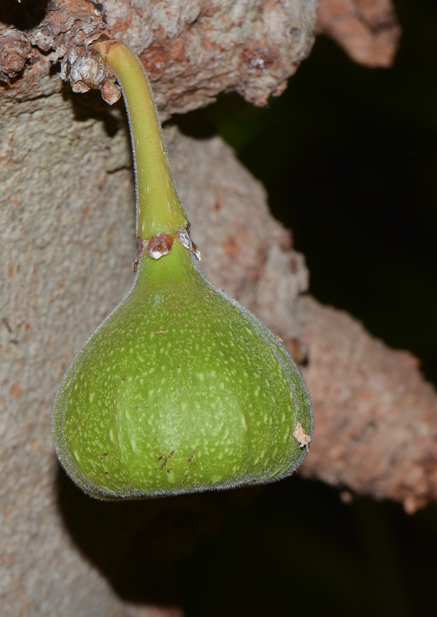 Изображение особи Ficus auriculata.