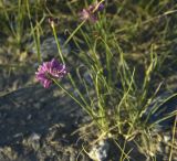 Allium mongolicum