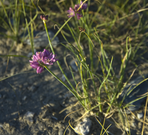 Image of Allium mongolicum specimen.