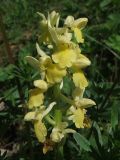 Orchis pallens