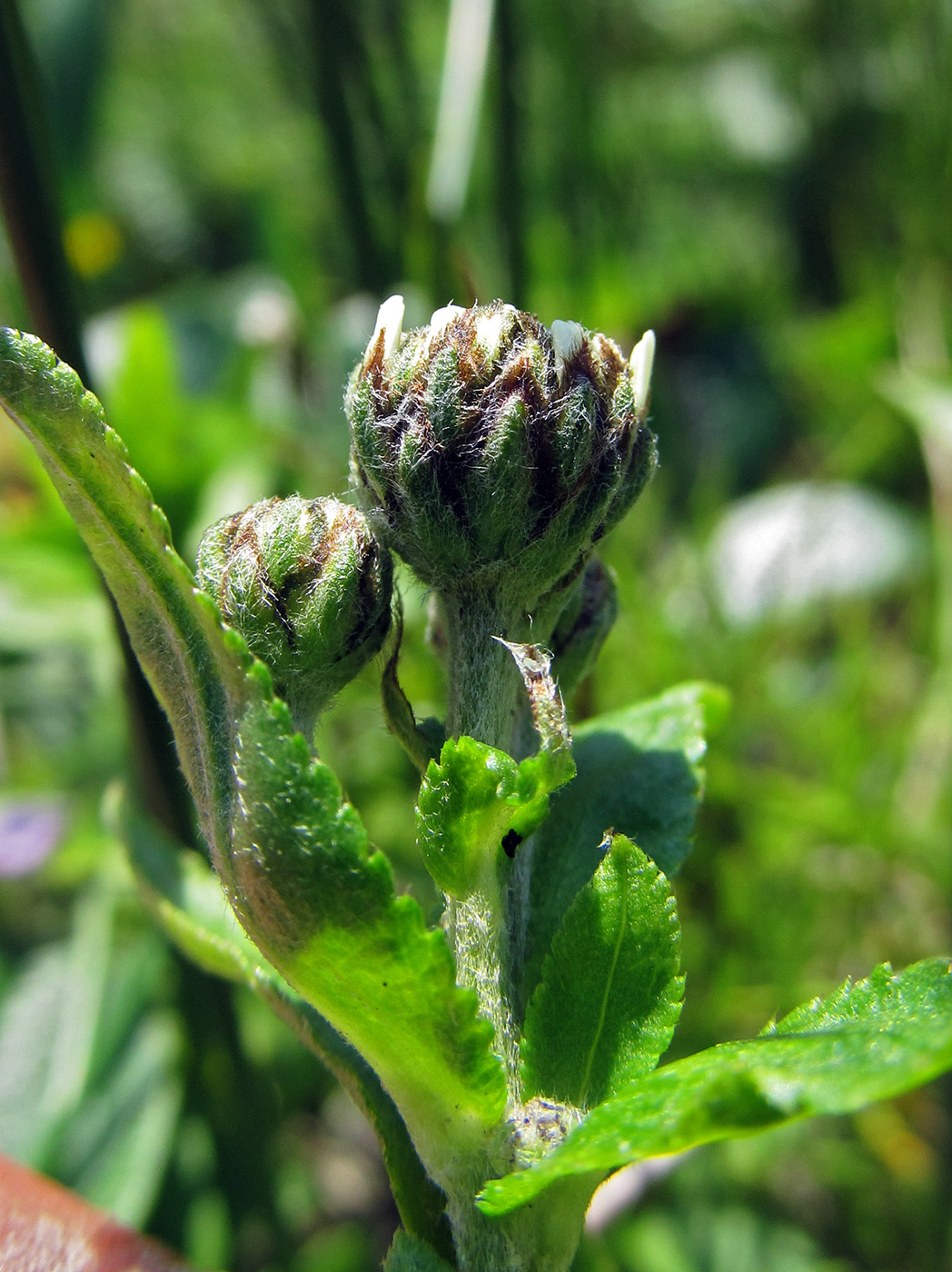 Image of Achillea ptarmica ssp. macrocephala specimen.