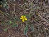 Potentilla bifurca