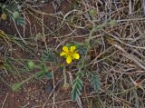 Potentilla bifurca. Цветущее растение. Монголия, аймак Туве, окр. г. Эрдэнэсант, ≈ 1400 м н.у.м., сухой склон. 01.06.2017.