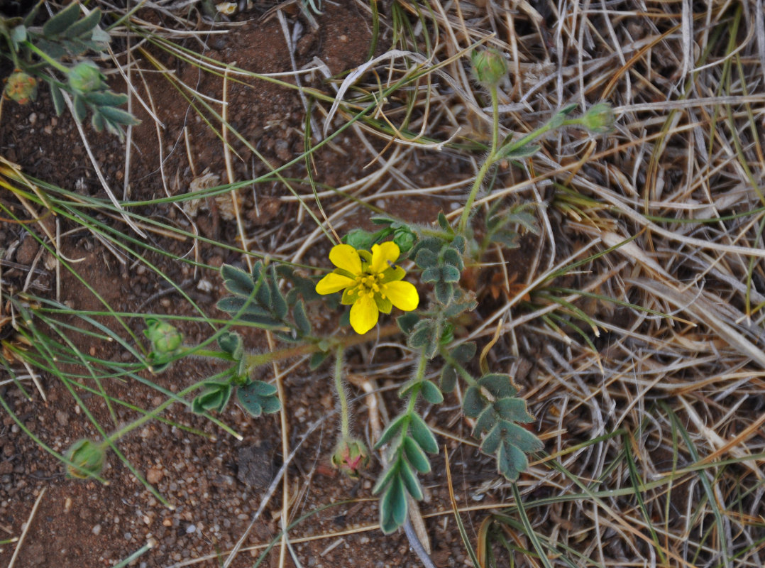 Изображение особи Potentilla bifurca.