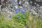 Delphinium chamissonis. Цветущее растение. Чукотка, побережье бухты Провидения, луг. 02.08.2013.