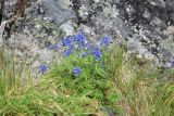 Delphinium chamissonis