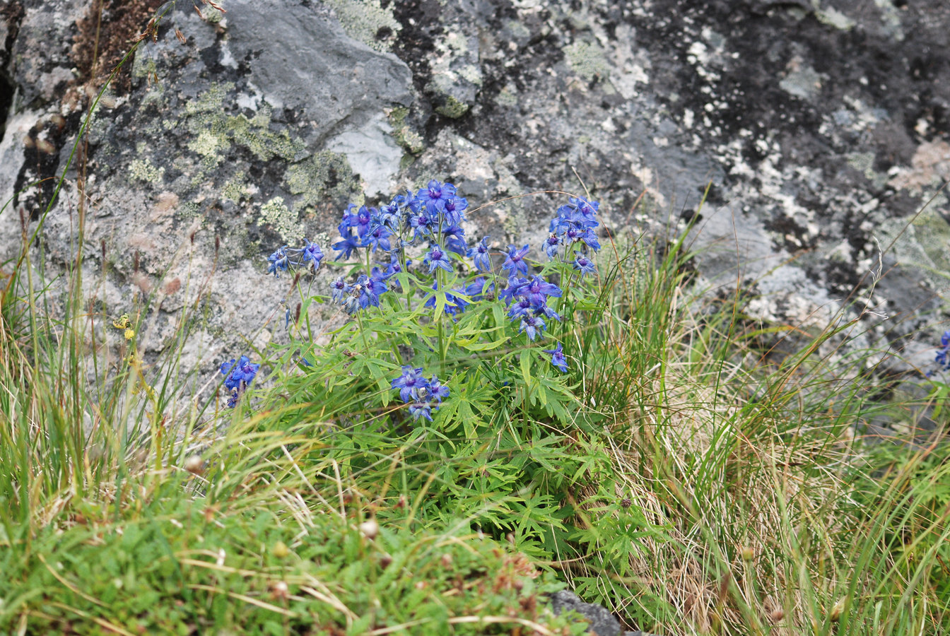 Изображение особи Delphinium chamissonis.