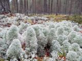 Cladonia stellaris