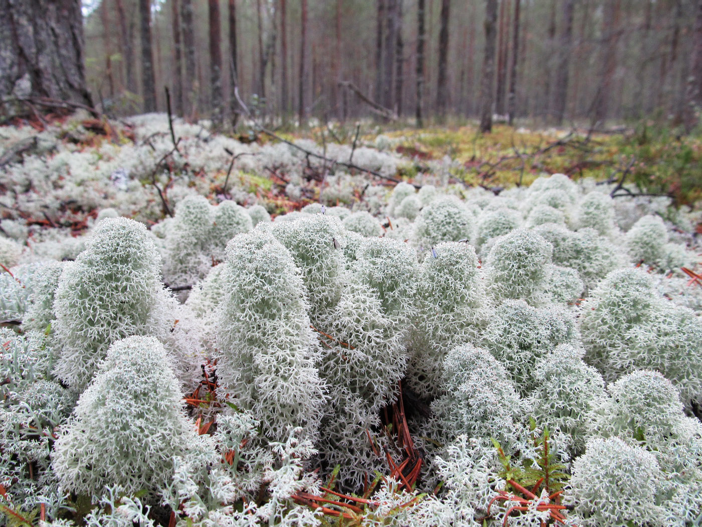 Image of Cladonia stellaris specimen.