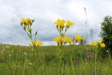 Linum flavum