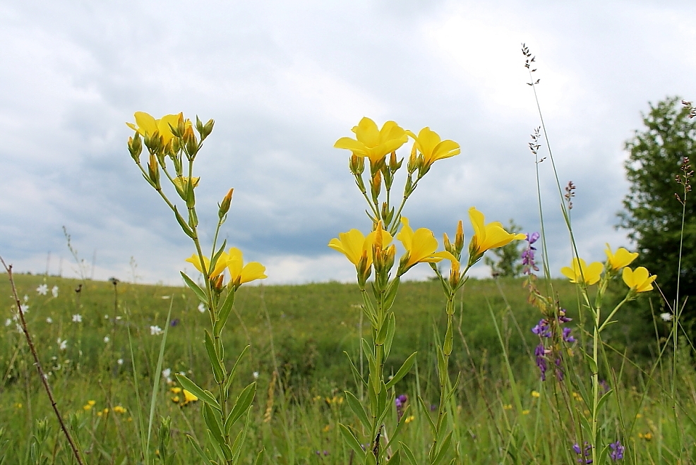 Изображение особи Linum flavum.