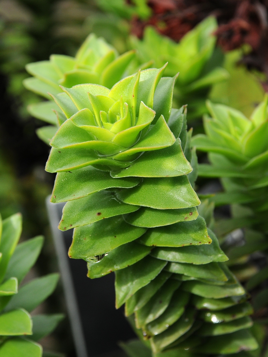 Изображение особи Crassula coccinea.