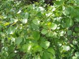 Rhamnus cathartica