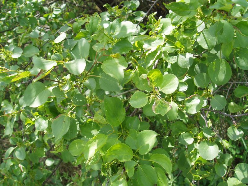 Image of Rhamnus cathartica specimen.