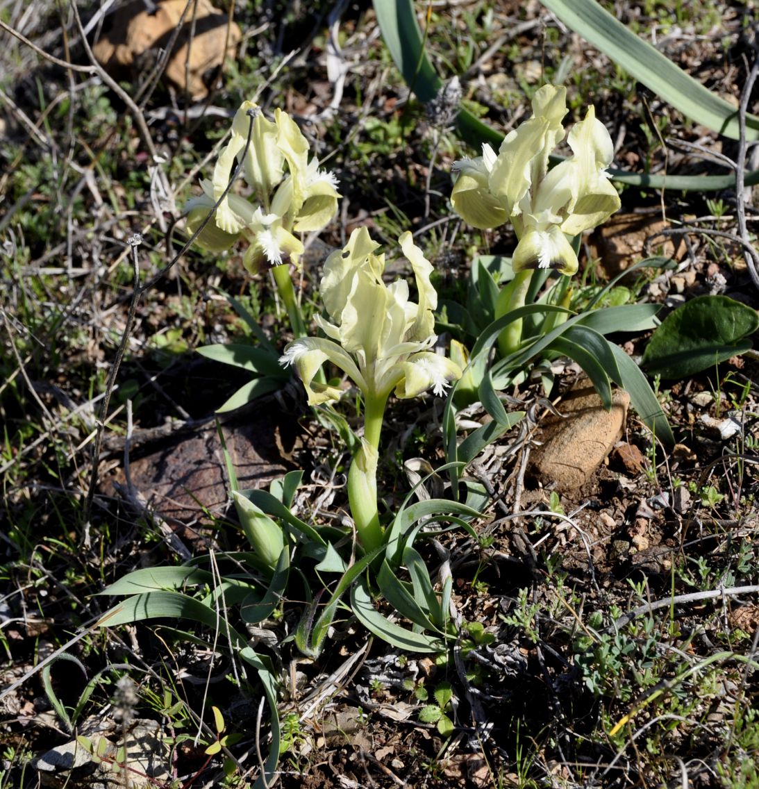 Image of Iris pumila ssp. attica specimen.