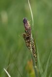 Carex dacica. Верхушка цветущего побега. Чехия, Оломоуцкий край, природный заповедник Jeseníky, субальпийский луг. 15.06.2017.