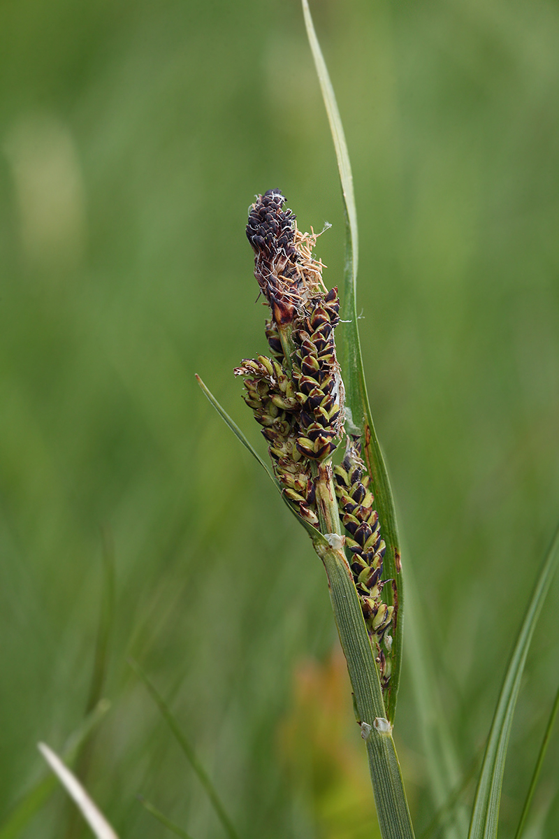 Изображение особи Carex dacica.