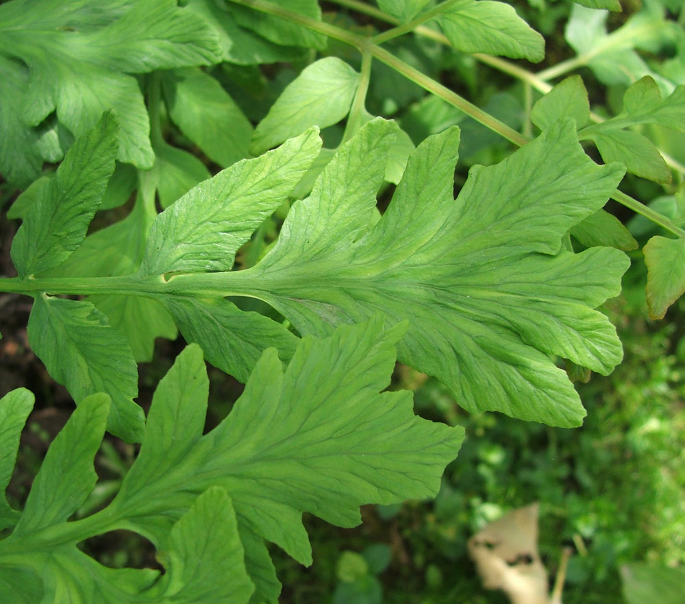 Image of Osmunda regalis specimen.