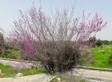 Cercis siliquastrum