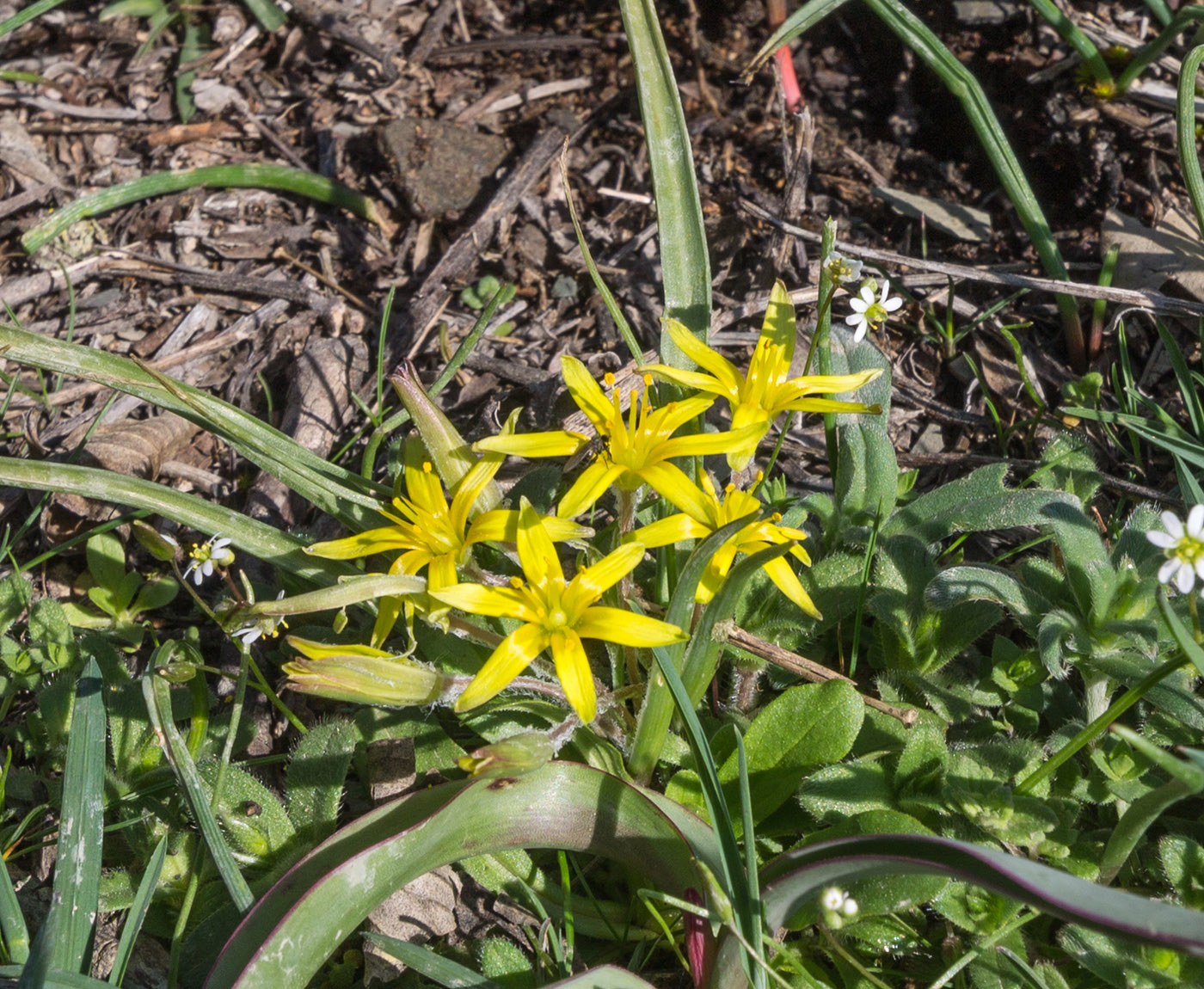 Image of genus Gagea specimen.