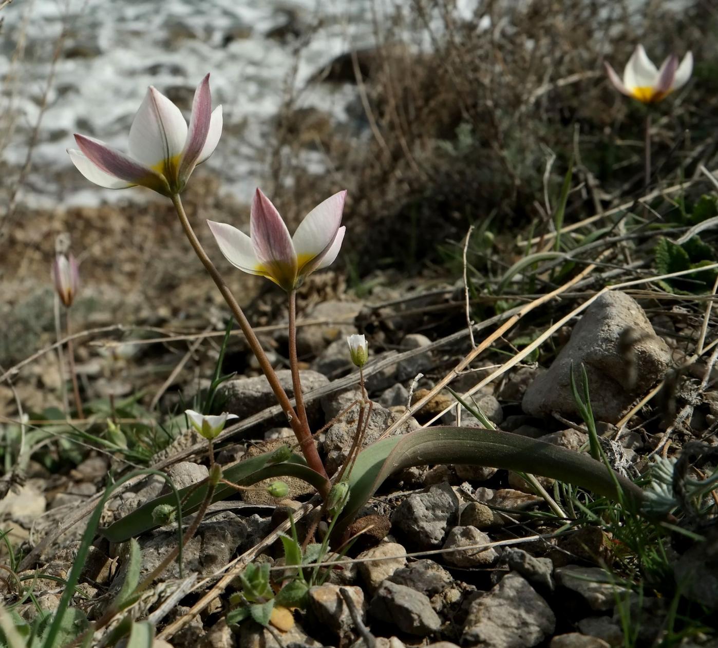 Image of Tulipa biflora specimen.