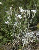 Cerastium biebersteinii. Цветущее растение. Горный Крым, гора Южная Демерджи. 21.06.2009.