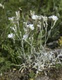 Cerastium biebersteinii. Цветущее растение. Горный Крым, гора Южная Демерджи. 21.06.2009.