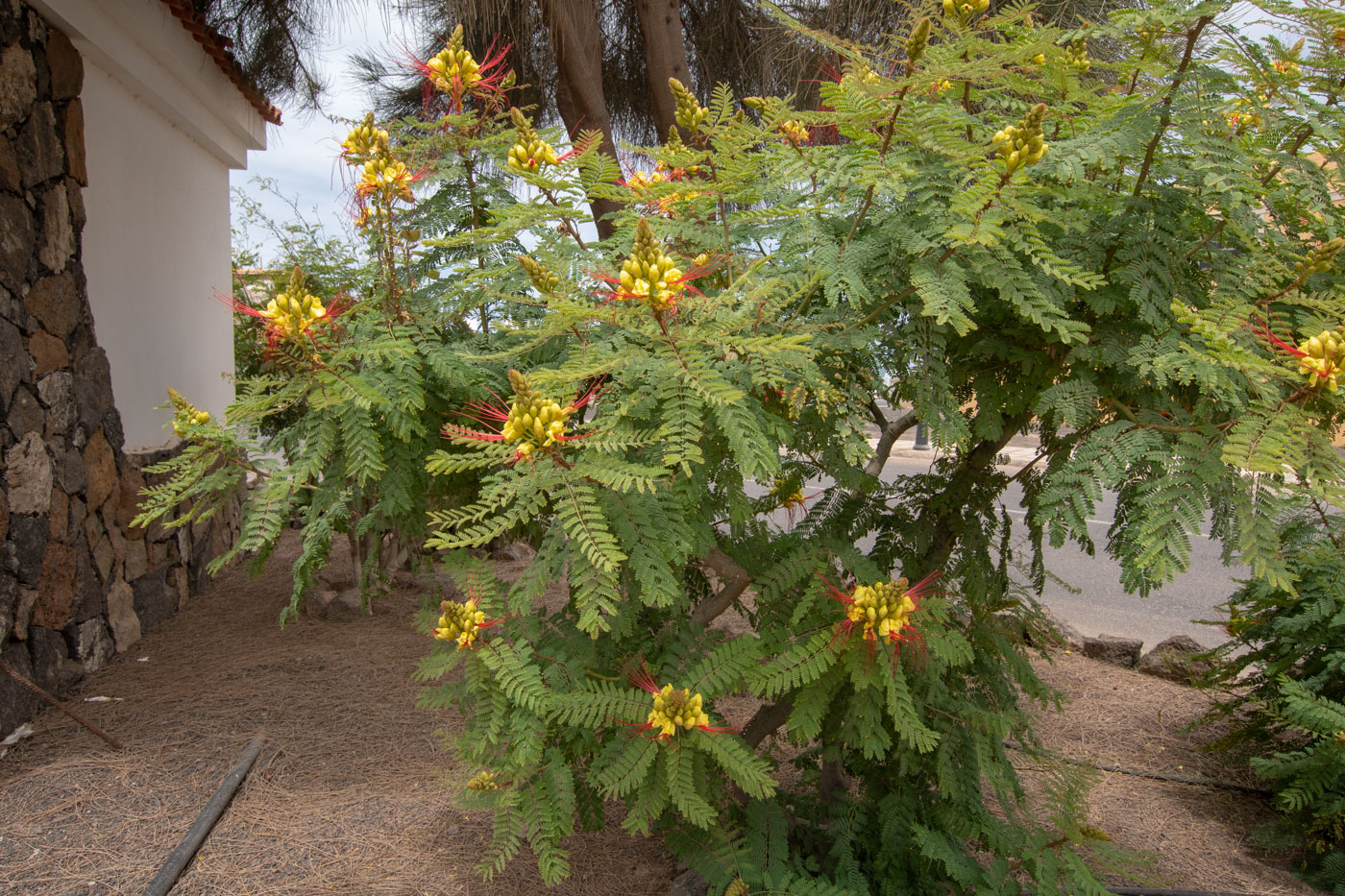 Image of Caesalpinia gilliesii specimen.