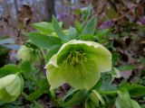 Helleborus caucasicus. Цветок и листья. Москва, ГБС РАН. 28.04.2018.