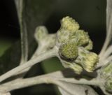 Image of taxon representative. Author is Татьяна Мальчинская