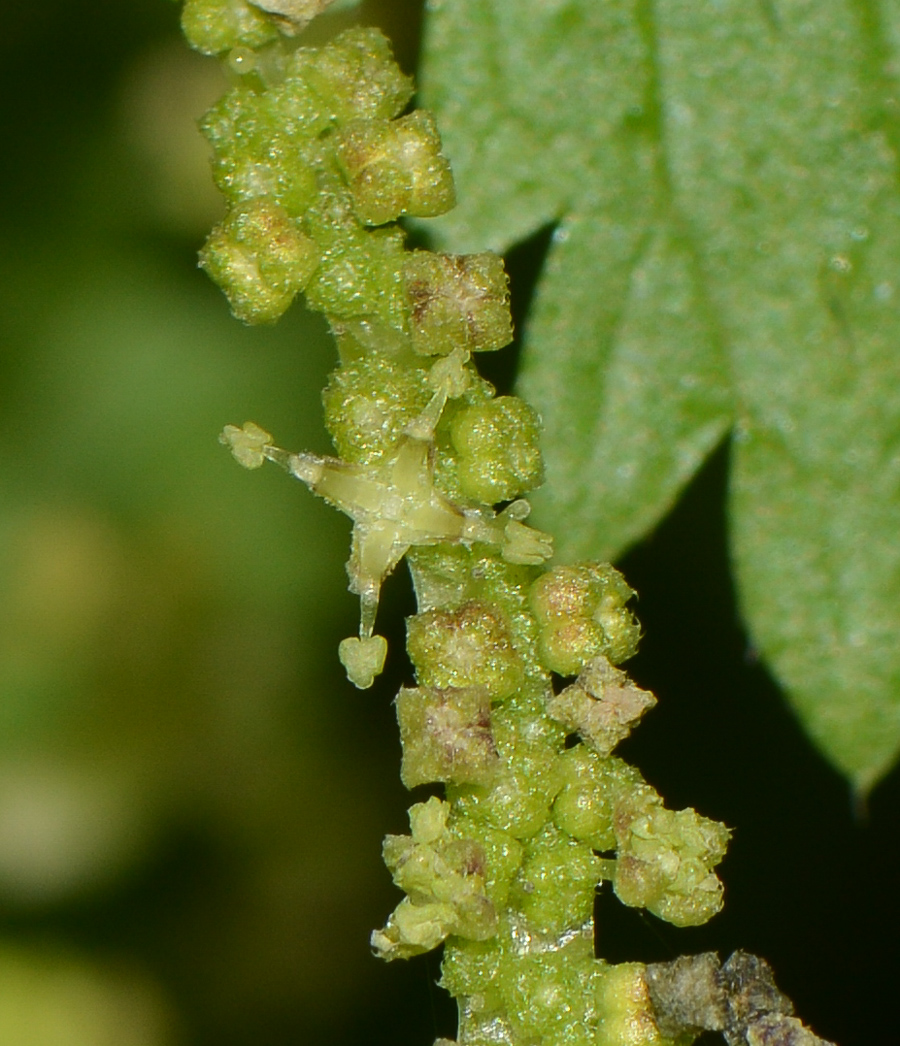 Image of Urtica membranacea specimen.