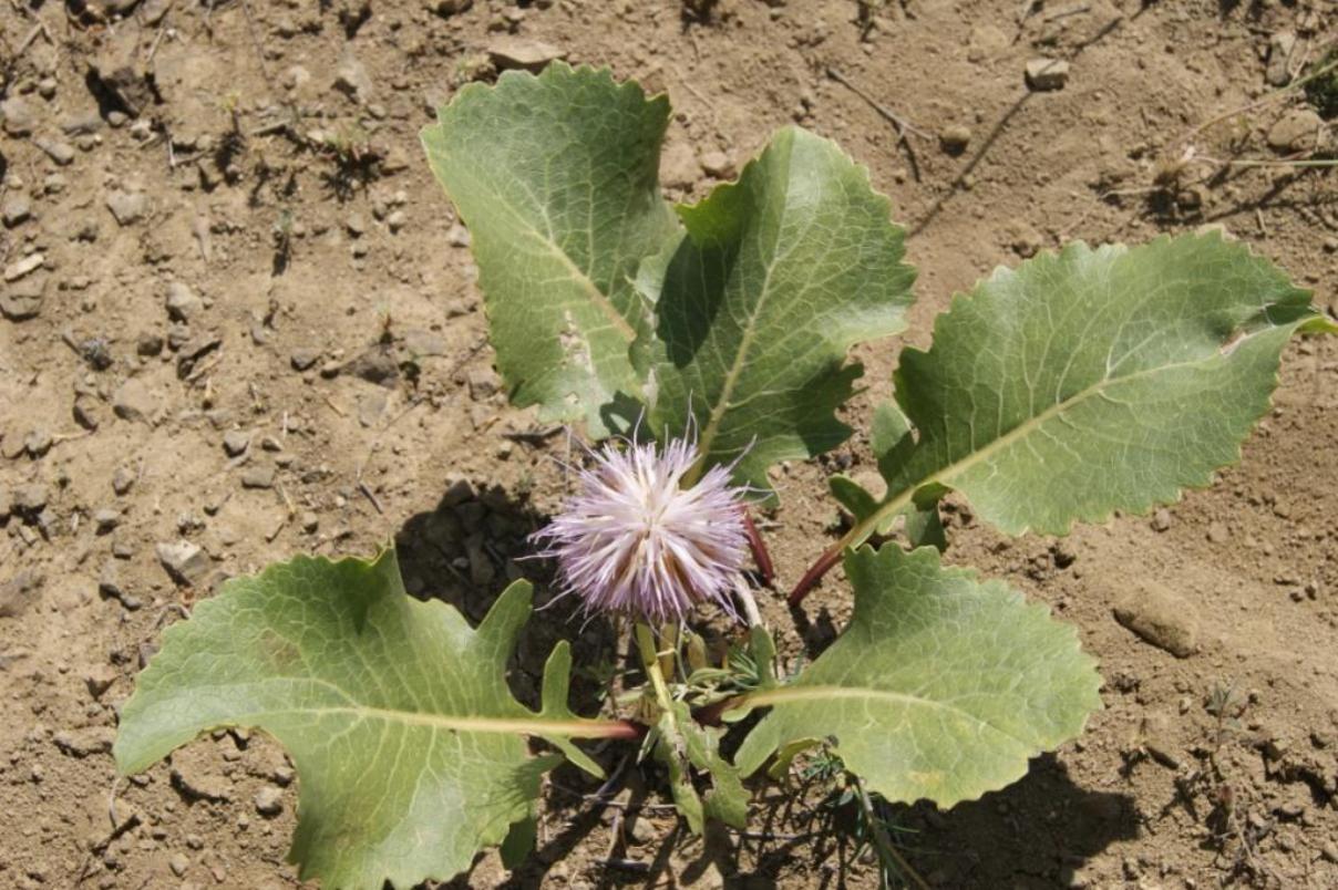 Image of Klasea serratuloides specimen.