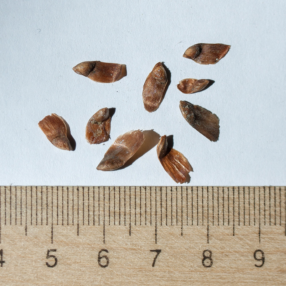 Image of Larix sibirica specimen.