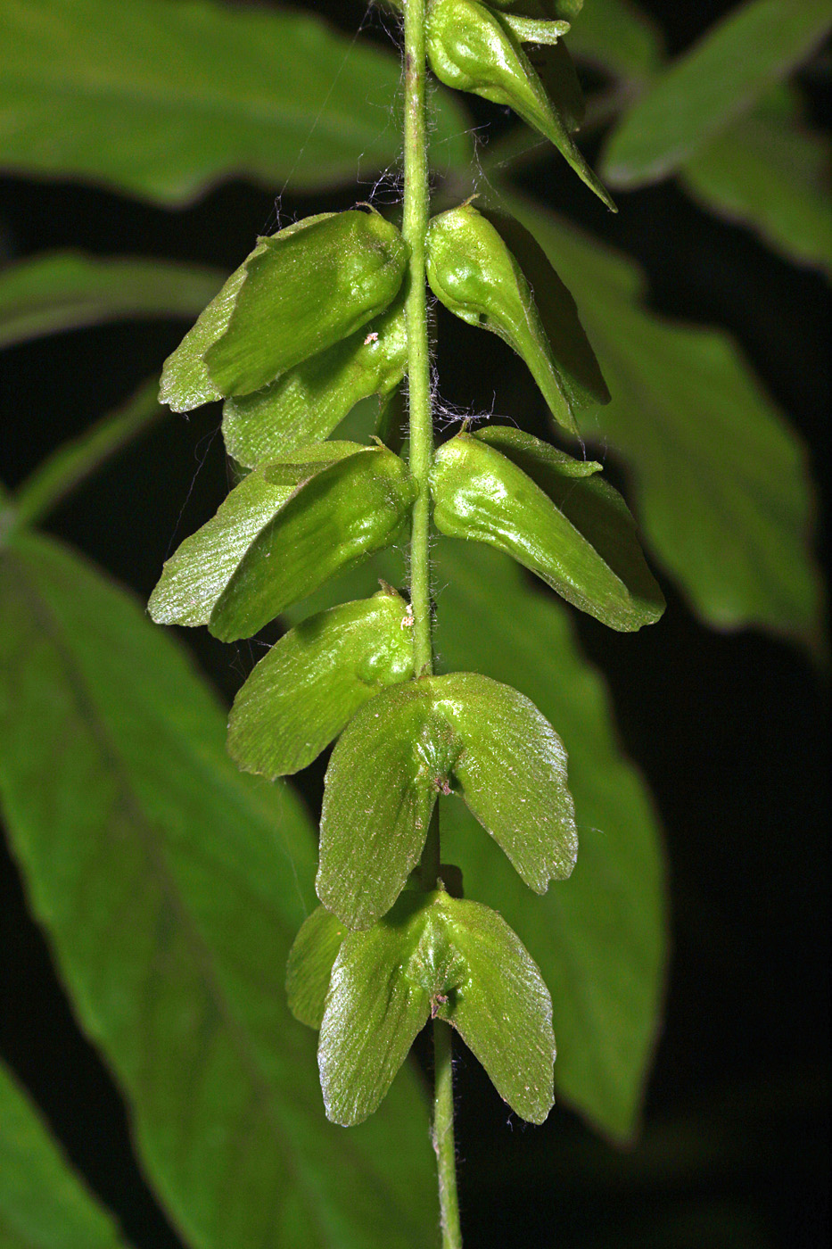 Изображение особи Pterocarya &times; rehderiana.