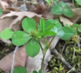 Trifolium