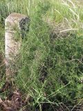 Asparagus verticillatus. Зацветающее растение. Крым, Севастополь, бух. Казачья, степь. 28 мая 2010 г.