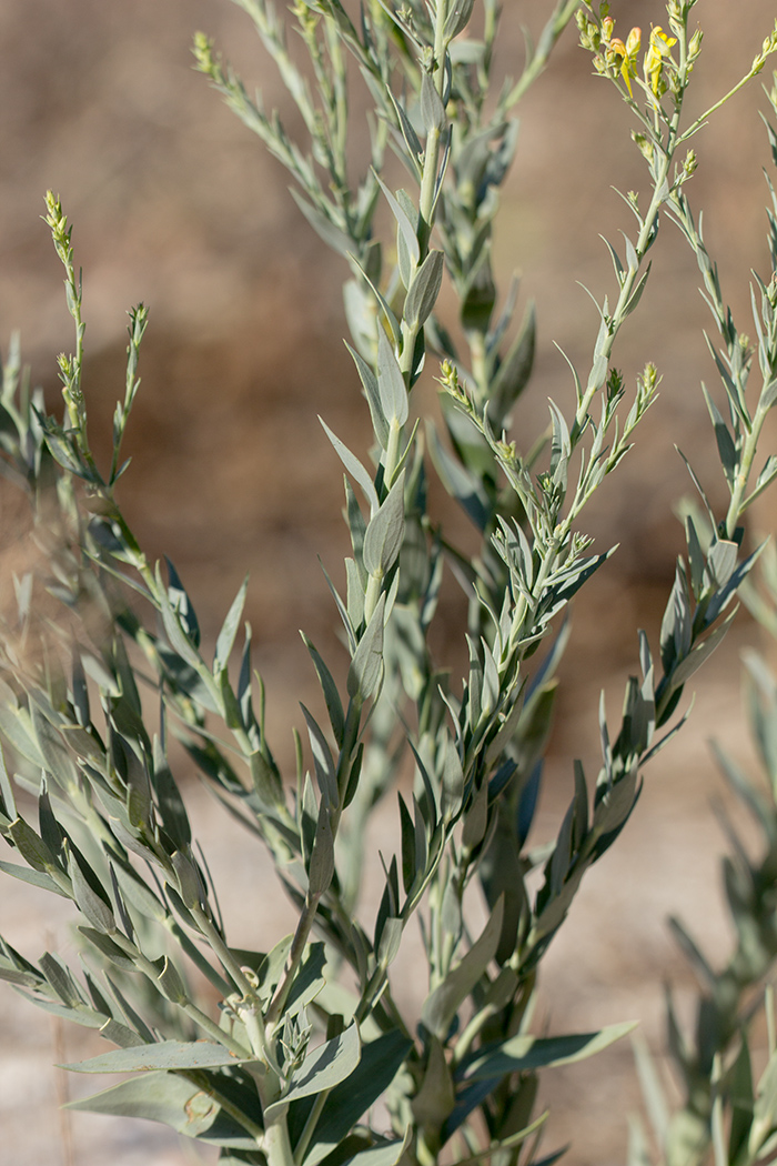 Изображение особи Linaria genistifolia.