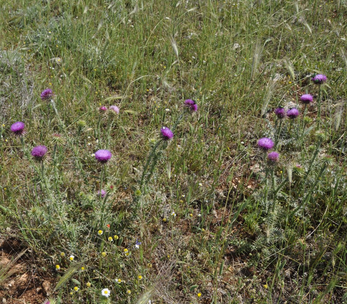 Изображение особи Carduus nutans ssp. taygeteus.