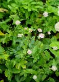 Astrantia colchica. Цветущее растение. В нижнем левом углу и слева листья A. trifida. Москва, Воробьёвы горы, Ботанический сад МГУ, в культуре (происхождение: Западная Грузия, гора Мигариа). 23.07.2018.