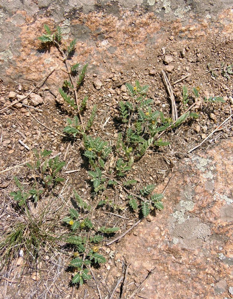 Изображение особи Tribulus terrestris.