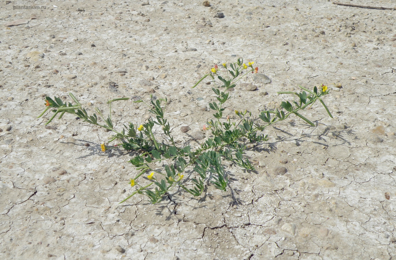 Image of Lotus frondosus specimen.