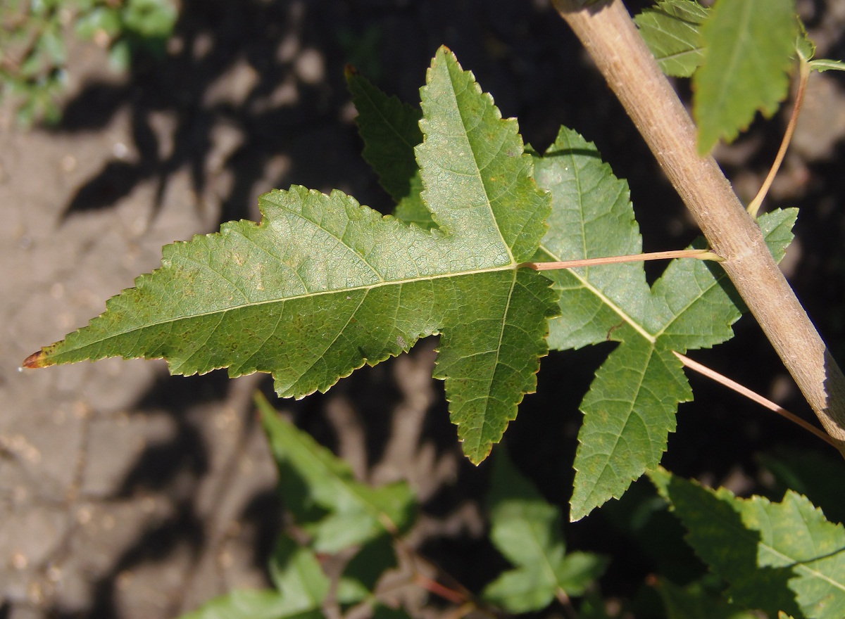 Image of Acer ginnala specimen.