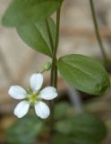 Image of taxon representative. Author is Анна Цветкова
