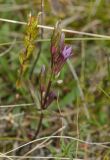 Gentianella amarella. Верхушка цветущего растения. Башкортостан, Учалинский р-н, Ильчигуловский сельсовет, окр. дер. Мулдашево, хр. Нурали, луговой склон, ≈ 700 м н.у.м. 7 сентября 2018 г.