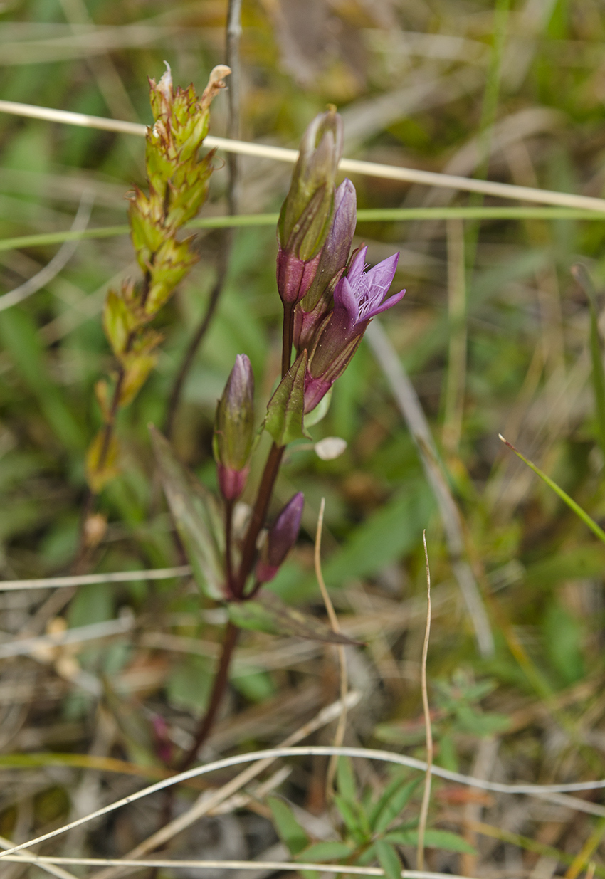 Изображение особи Gentianella amarella.